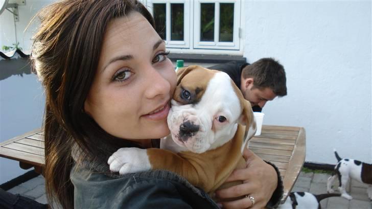 Amerikansk bulldog Amazing Bulldog Rosa - Giver lige en krammer... billede 13