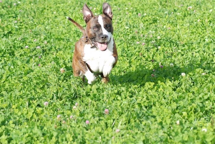 Amerikansk staffordshire terrier Basse billede 12