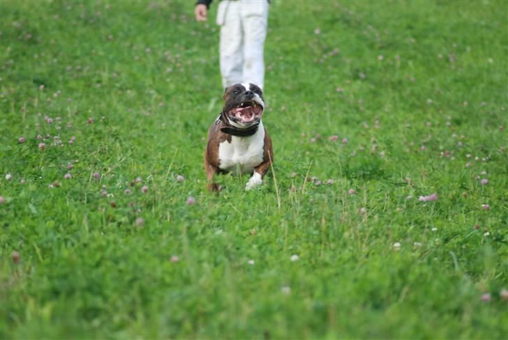 Amerikansk staffordshire terrier Basse billede 13