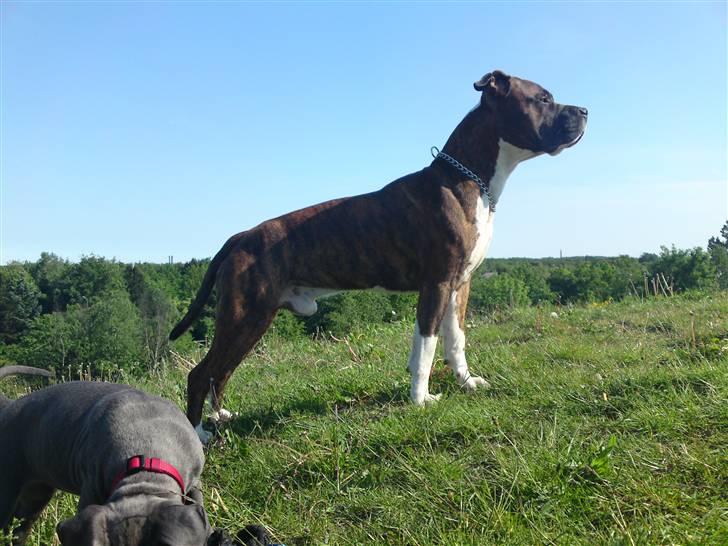 Amerikansk staffordshire terrier Basse billede 14