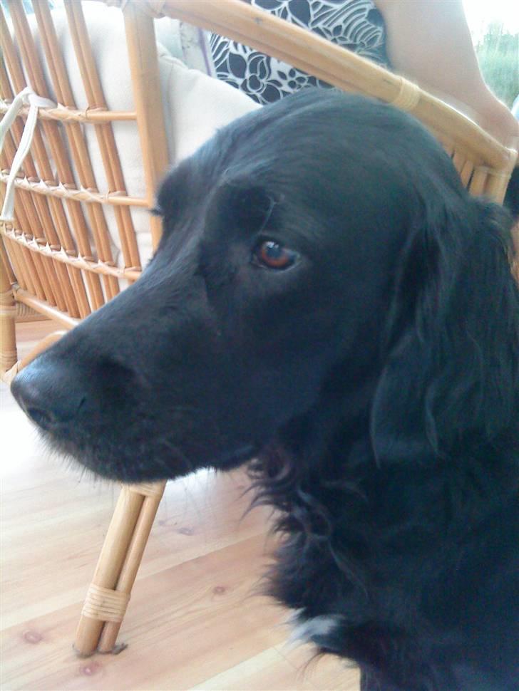 Blanding af racer Zita billede 14