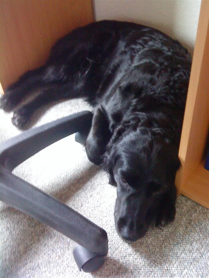 Blanding af racer Zita - Zita gemmer sig altid under mit skrivebord, så støvsugeren kommer frem xD billede 15