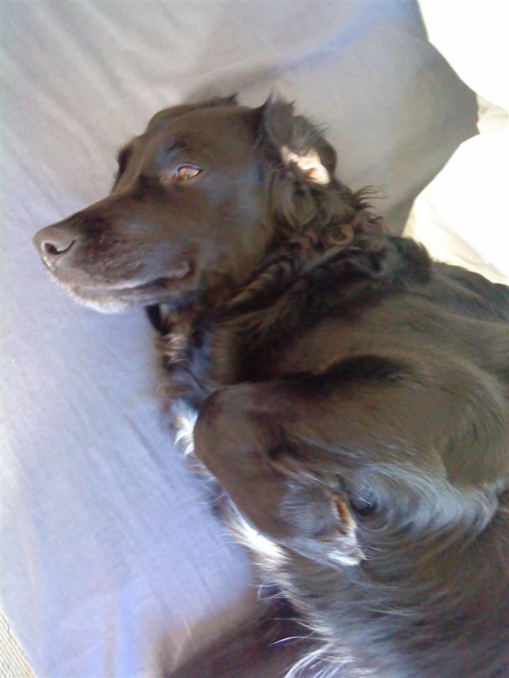 Blanding af racer Zita - Zita pigen <3 billede 16