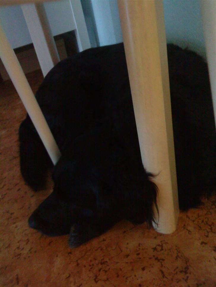 Blanding af racer Zita - Zita billede 17