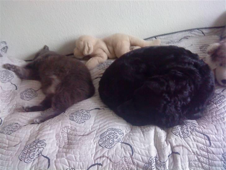 Blanding af racer Zita - Zita og Plys <333 billede 18