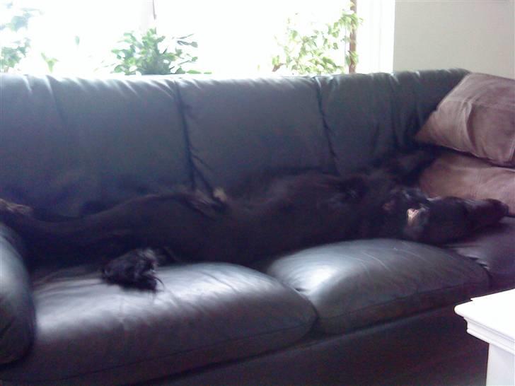 Blanding af racer Zita - Hun fylder hele sofaen  billede 19