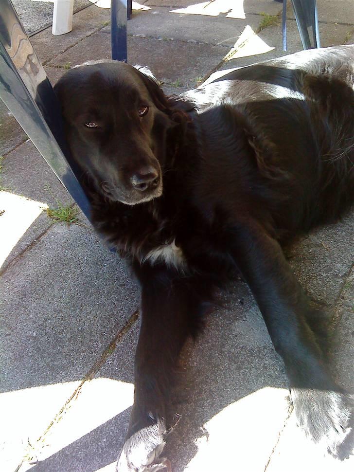 Blanding af racer Zita - Min dejlige pige <333 billede 20