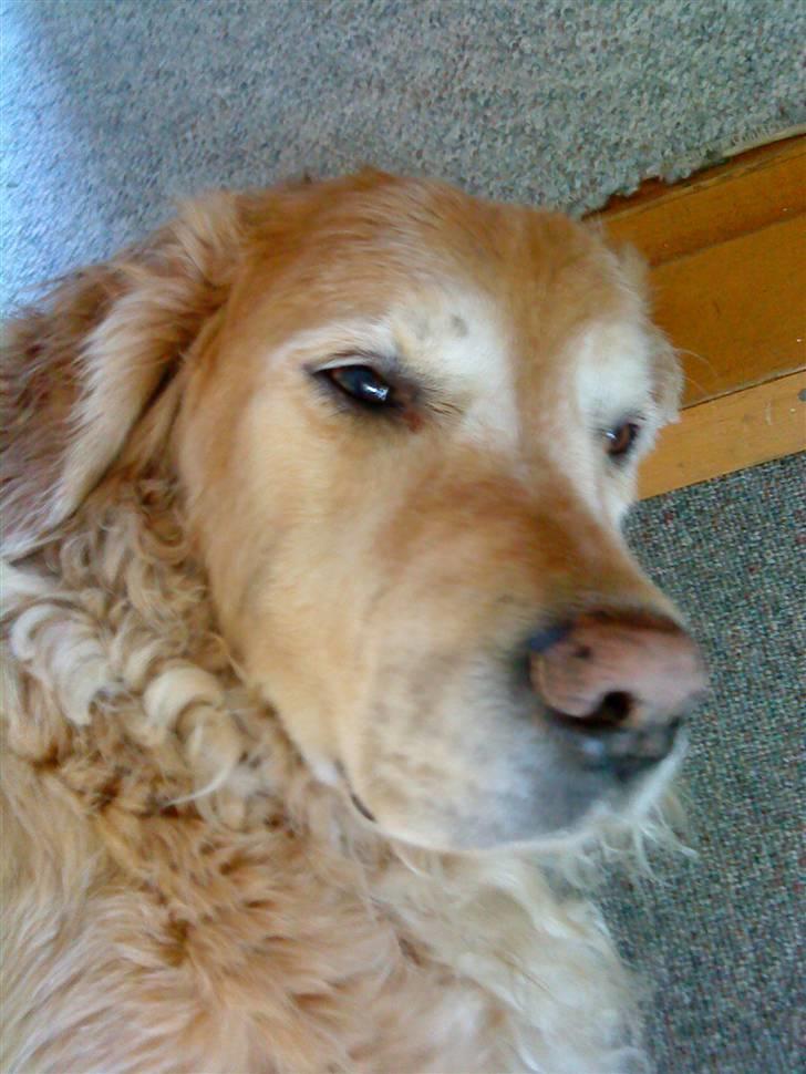 Golden retriever Chang - Kom til at vække ham, da jeg tog det her billede  :/ billede 17