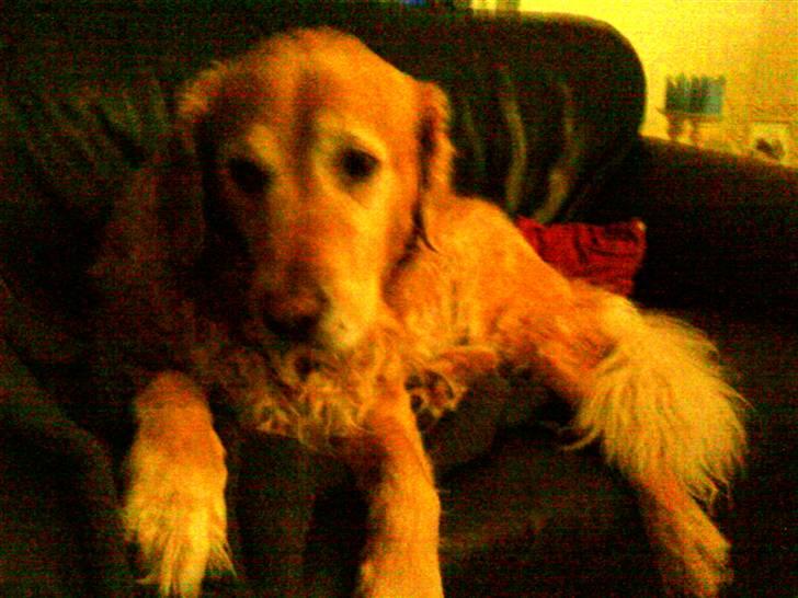 Golden retriever Chang - Changer <33 billede 18