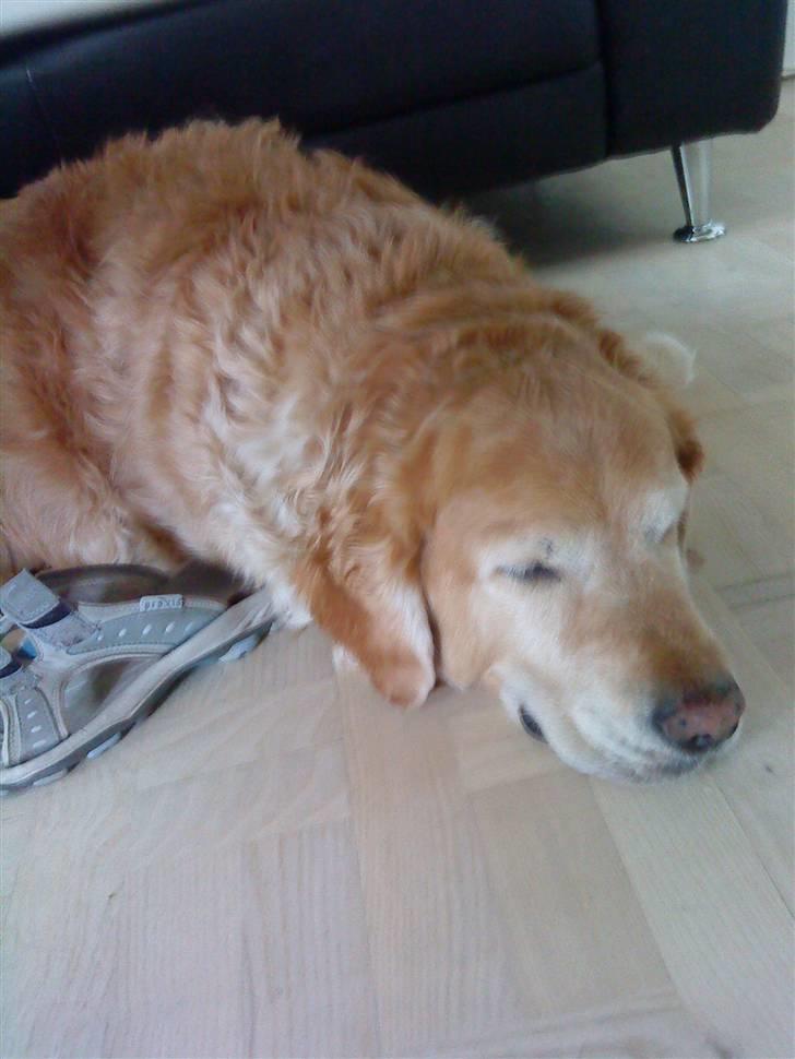 Golden retriever Chang - En lille lur billede 19