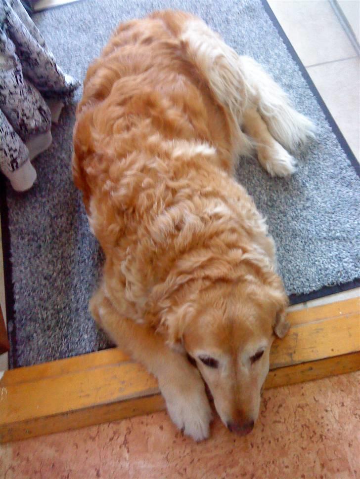 Golden retriever Chang - Min lille dreng<3 billede 20