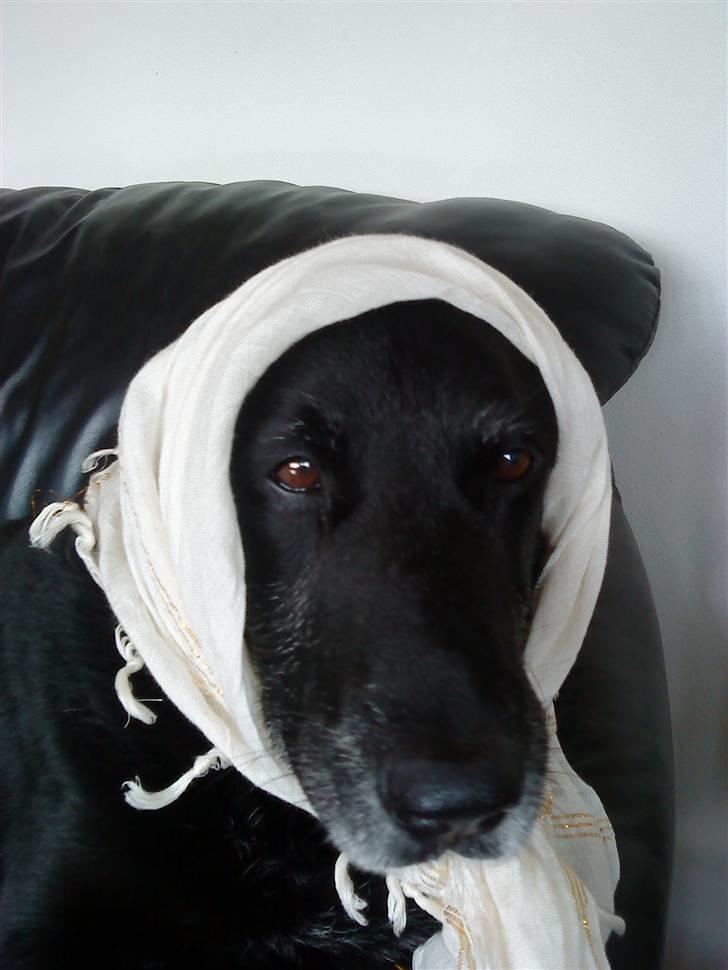 Labrador retriever Paw (Død 30-10-09) R.I.P  - Mig som Ali :D  billede 6