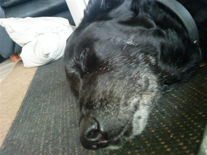 Labrador retriever Paw (Død 30-10-09) R.I.P  - Tager mig lige en bette lur :) billede 7