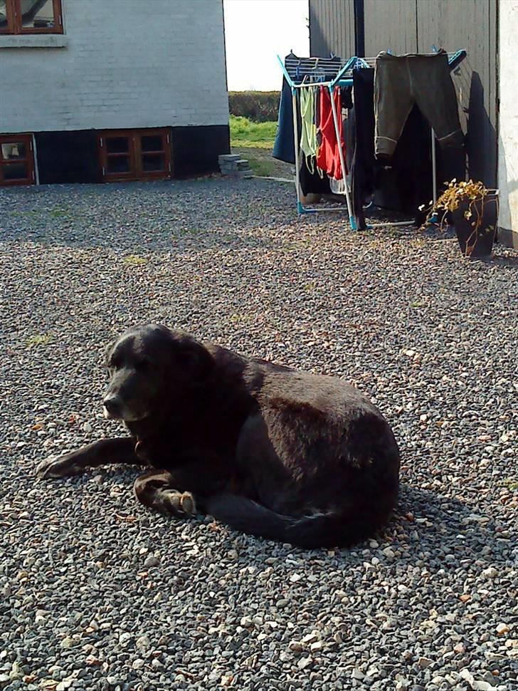 Labrador retriever Paw (Død 30-10-09) R.I.P  - Ligger lige og slapper a ude i gårdspladsen  :) billede 8