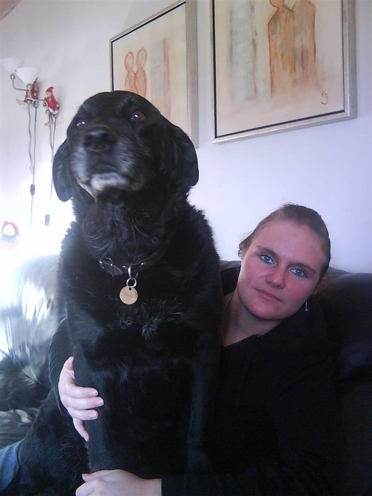 Labrador retriever Paw (Død 30-10-09) R.I.P  - Jaaa, selvom jeg er stor, kan jeg da sagtens være skødehund :D <3 billede 9