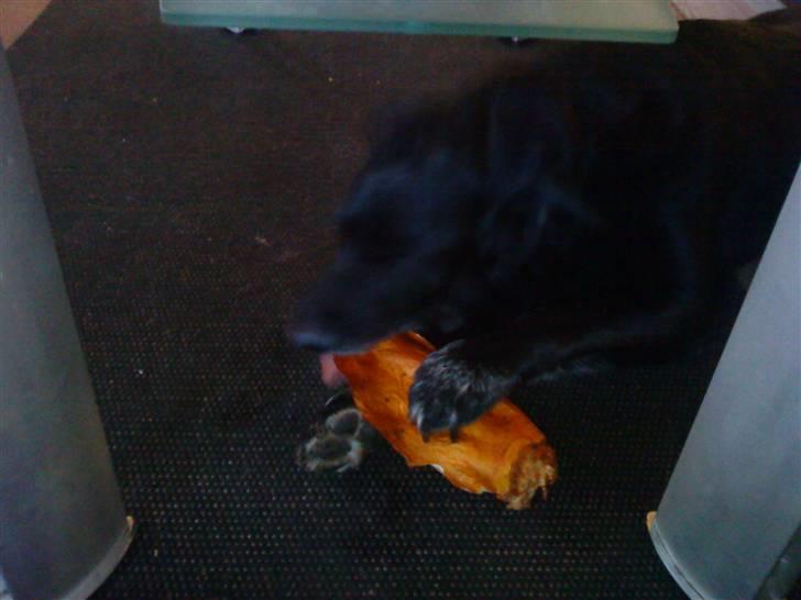 Labrador retriever Paw (Død 30-10-09) R.I.P  - Uhm, dejligt lækker okseøre :D billede 10