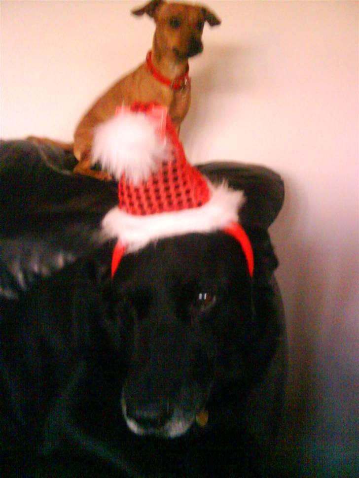 Labrador retriever Paw (Død 30-10-09) R.I.P  - Mig i julestemning med min unge køreste Fie <3<3 billede 11