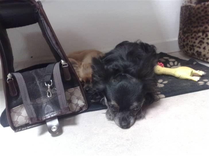 Chihuahua cæser - så tager vi os lige en slapper :) billede 12