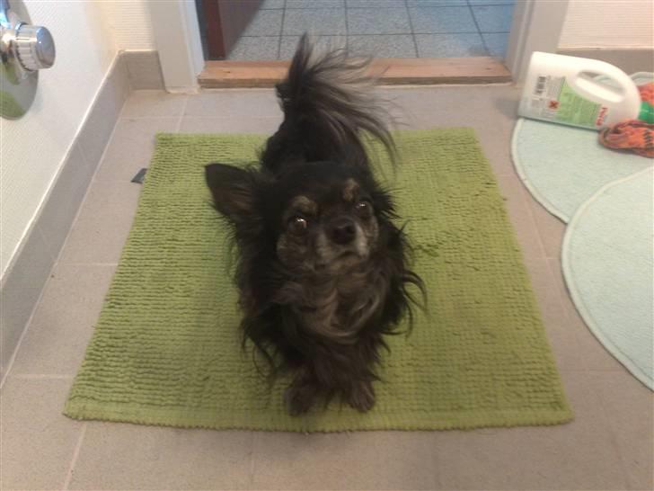 Chihuahua cæser - er jeg ikke sød.. billede 13