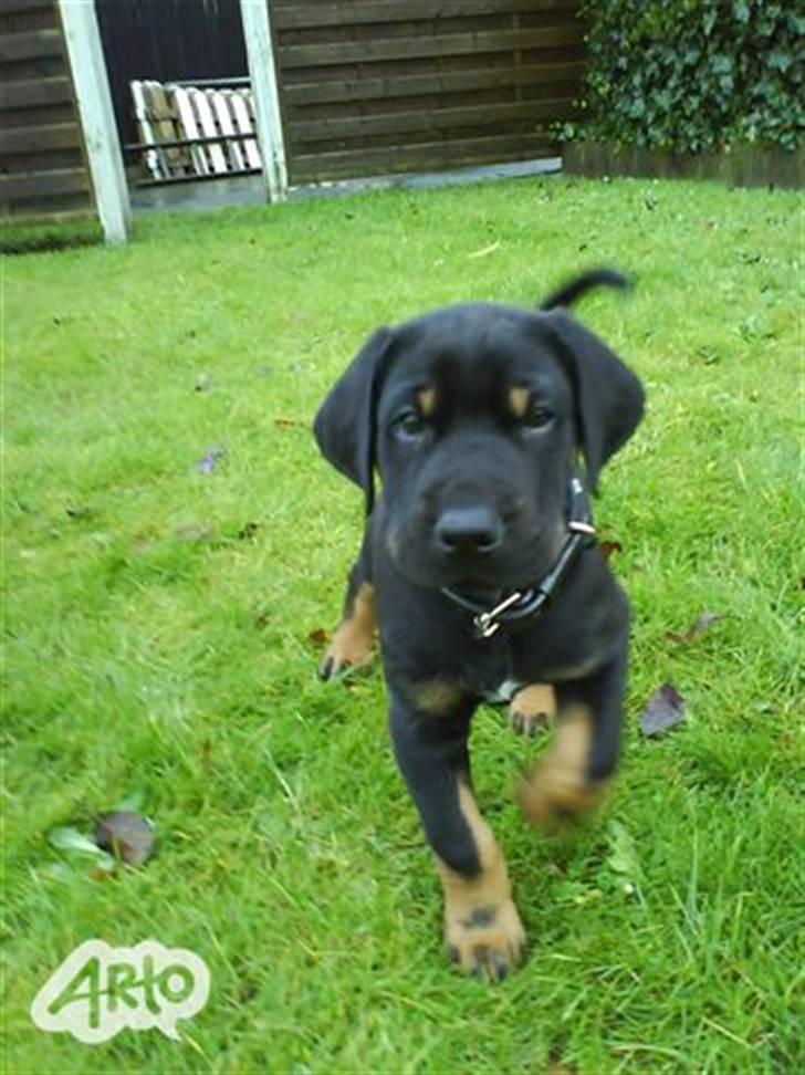 Blanding af racer Tarzan *R.I.P* :'( ! billede 10