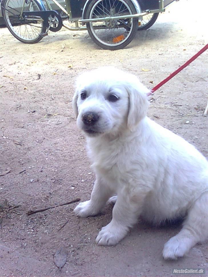 Golden retriever Golden Ciba F-Ro Snowie billede 5