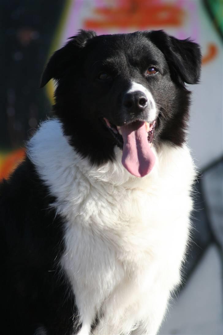 Border collie Vila - R.I.P billede 6