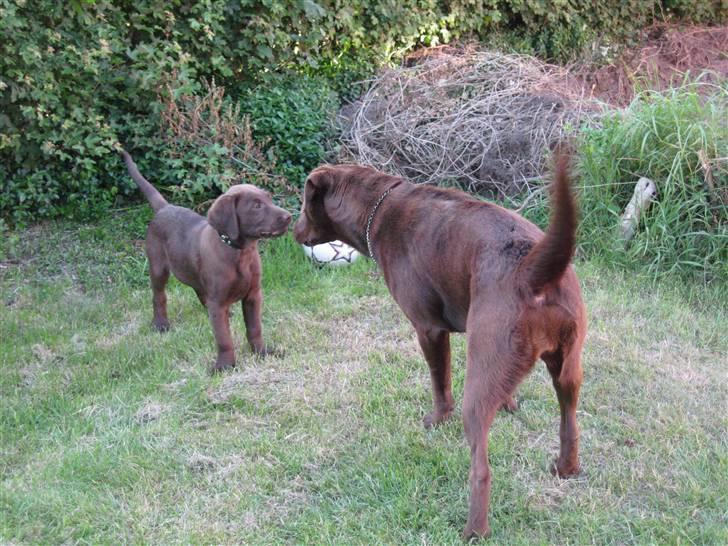 Labrador retriever Morgan - Morgan og fester Aye ser hinanden for første gang.. billede 14
