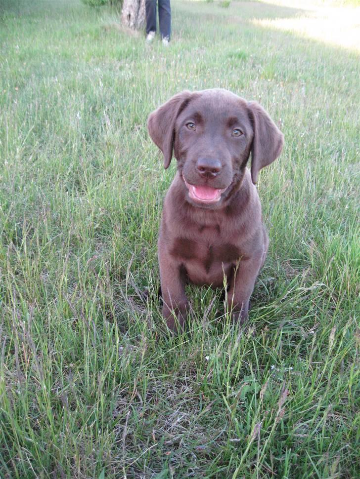 Labrador retriever Morgan - Jeg er ssåå kær.. :) billede 6