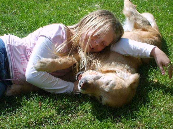Golden retriever Daisy - så putter vi billede 1