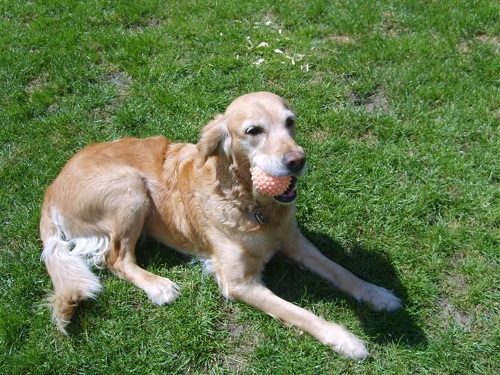 Golden retriever Daisy - arrhh daisy ligger i solen billede 2