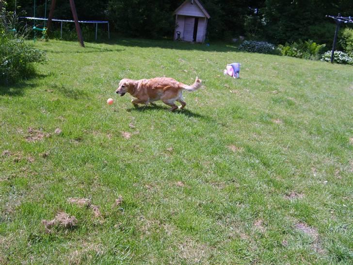 Golden retriever Daisy - så løber daisy billede 3