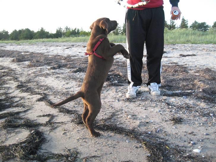 Labrador retriever Morgan - Morgan billede 9
