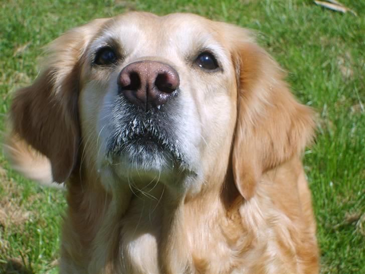 Golden retriever Daisy - se lige mig jeg er en fin hund billede 4