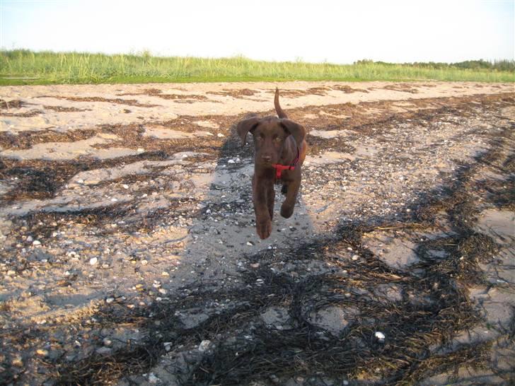 Labrador retriever Morgan - :) billede 10