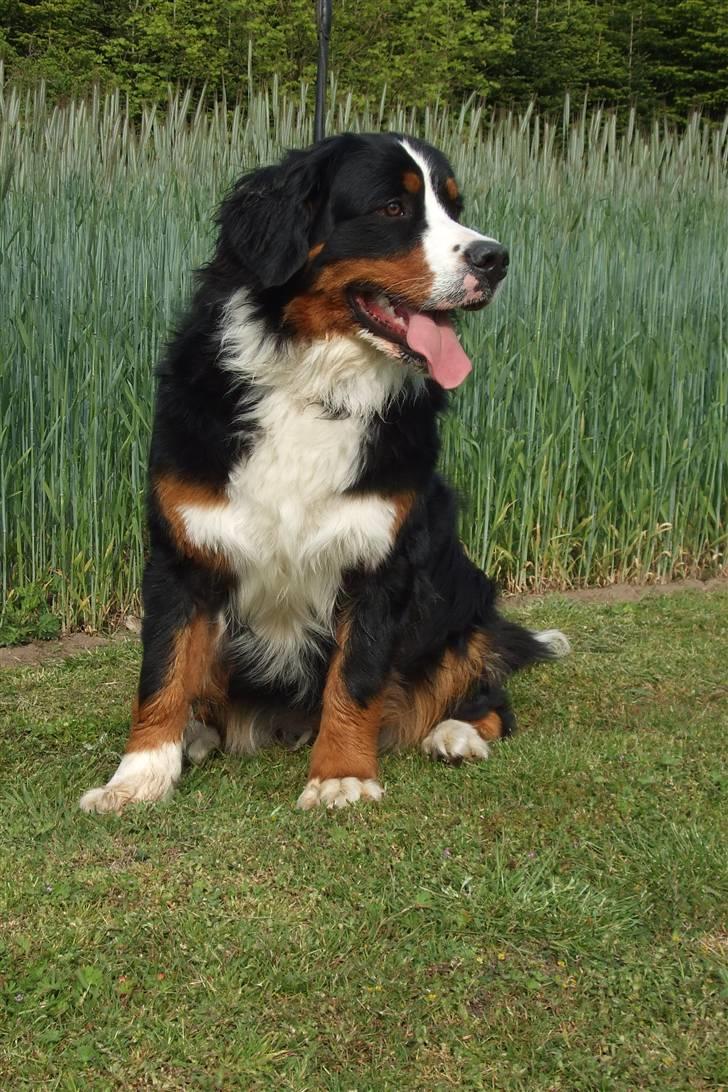 Berner sennenhund Lenesberner Twix - Twix 1 år billede 12