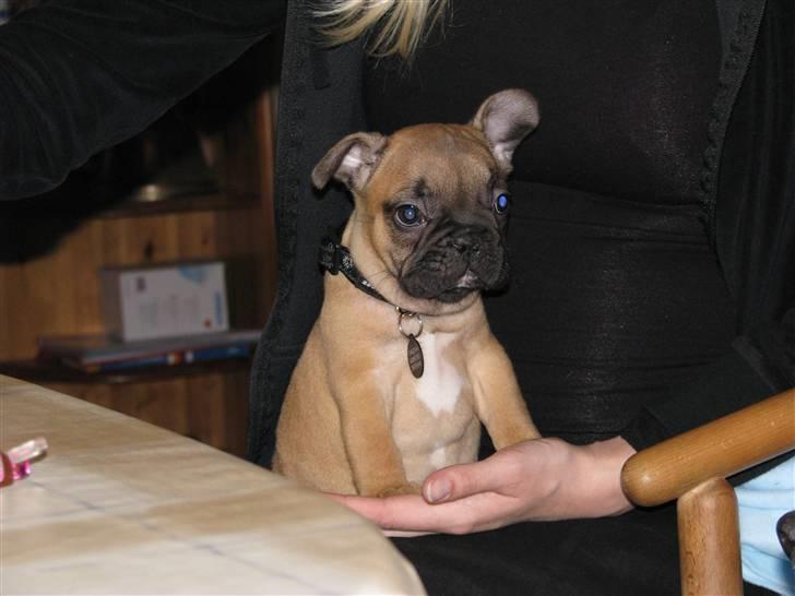 Fransk bulldog Tarzan -r.i.p. 2011 billede 1