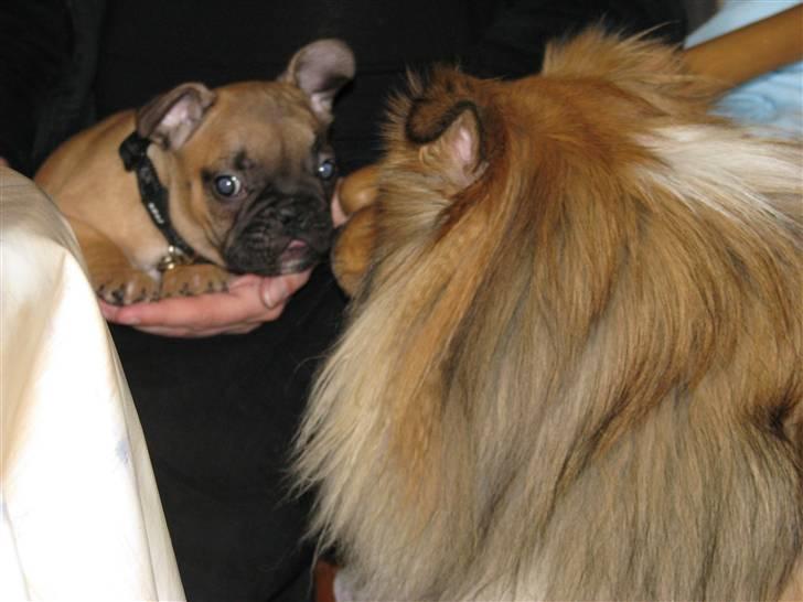 Fransk bulldog Tarzan -r.i.p. 2011 - Du kan ik´ nå min tunge :0) billede 2