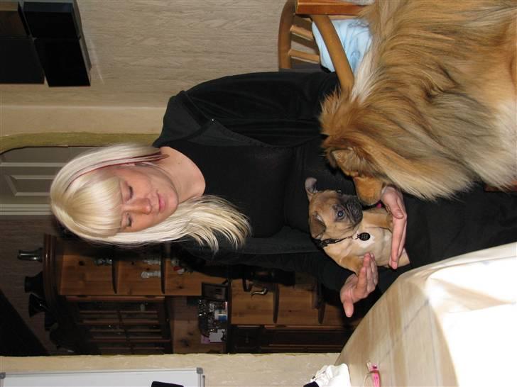 Fransk bulldog Tarzan -r.i.p. 2011 billede 3