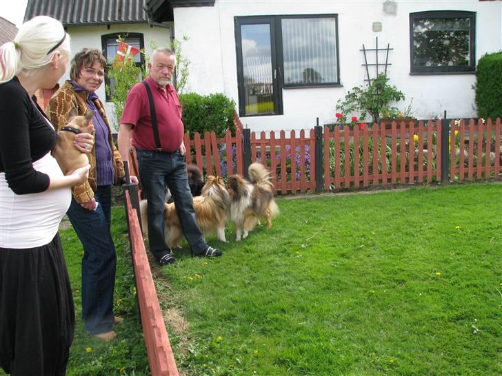 Fransk bulldog Tarzan -r.i.p. 2011 - Ja, ja -tyk mave (ved det), men kig nu efter den dejlige lille hund :0) billede 4