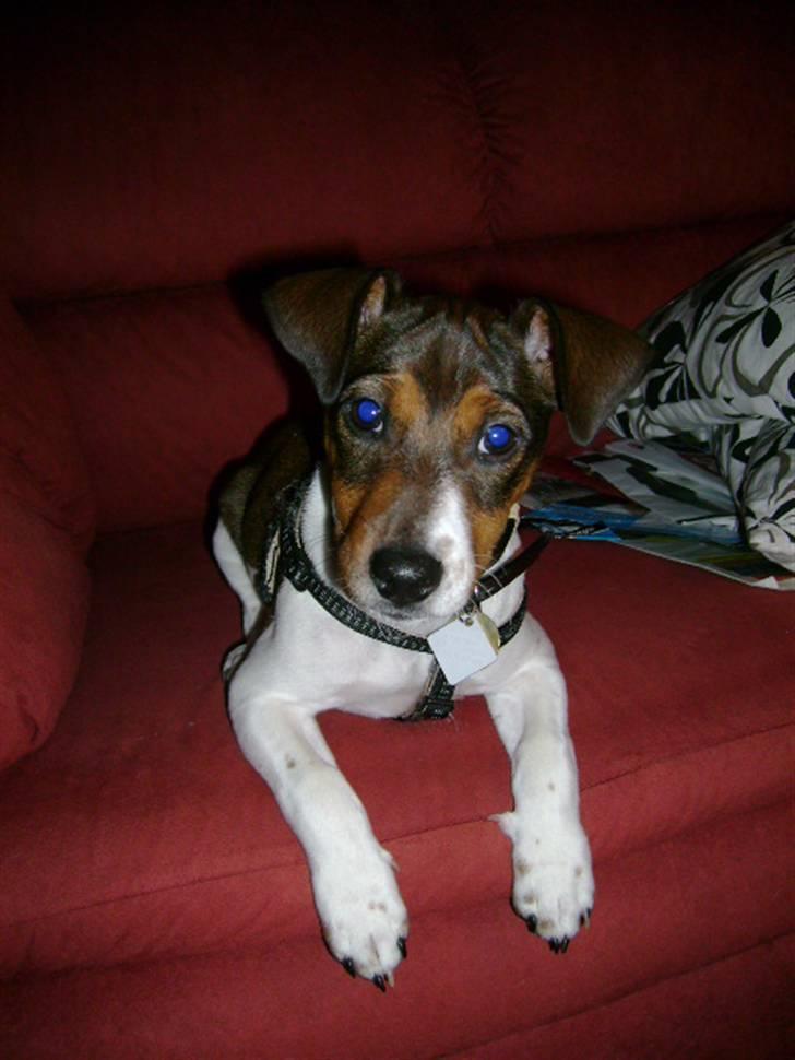 Jack russell terrier Jackie - Jeg er bare såå kær billede 1