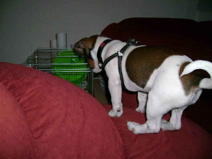 Jack russell terrier Jackie - lurer lige på hamsteren... billede 2