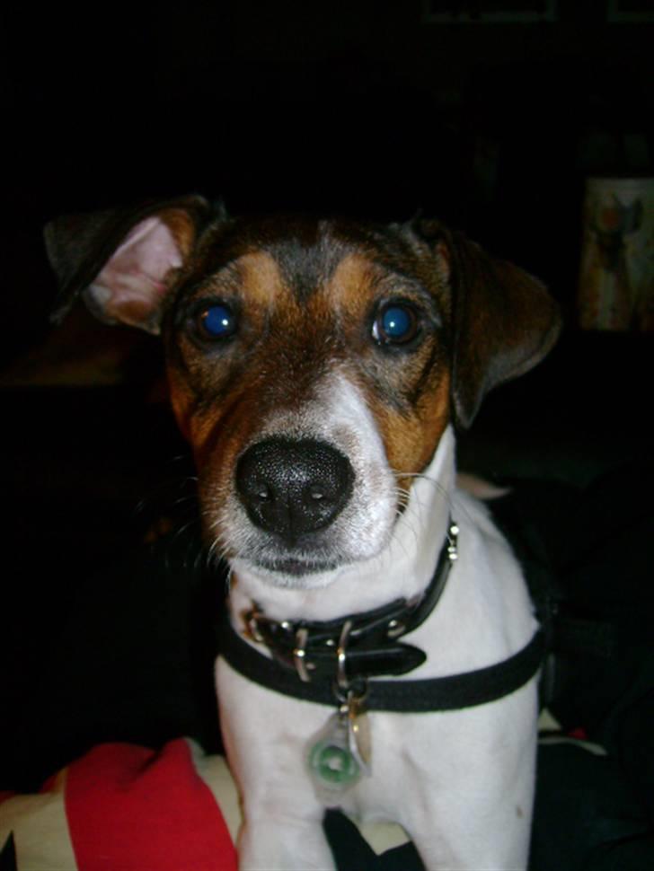 Jack russell terrier Jackie - sker der noget spændende?? billede 3