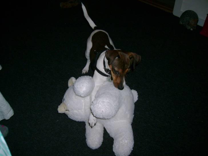 Jack russell terrier Jackie - så skal bamse ha en røvfuld.. billede 4