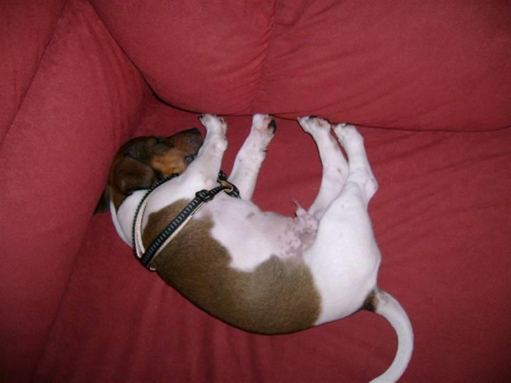 Jack russell terrier Jackie - får lige en lille lur i sofaen zzzzzz billede 5