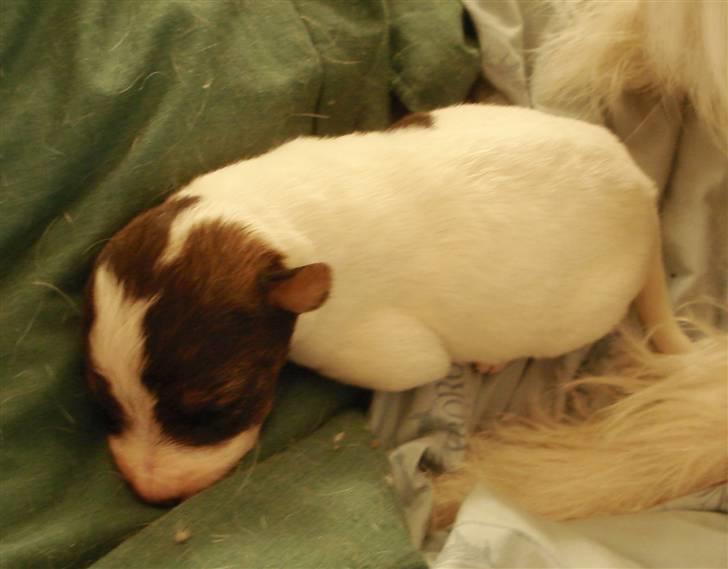 Blanding af racer Nikko - Nyfødt billede 1