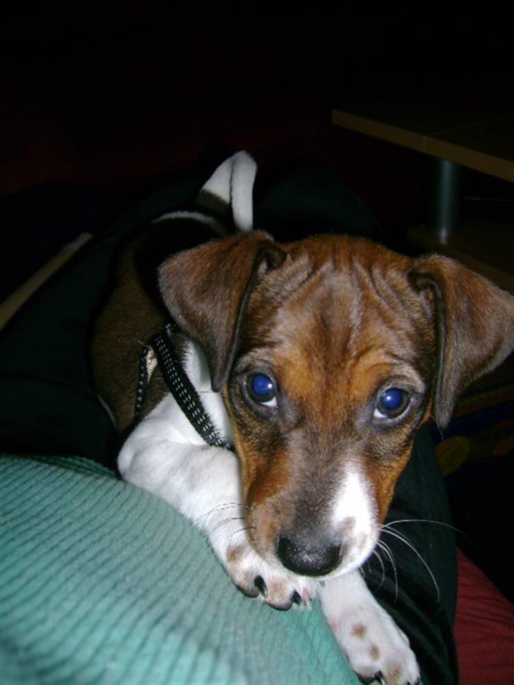 Jack russell terrier Jackie - mig kan du da ik stå for.. billede 6