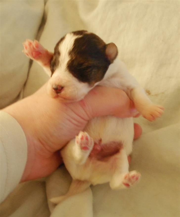 Blanding af racer Nikko - 3 dage gammel billede 2