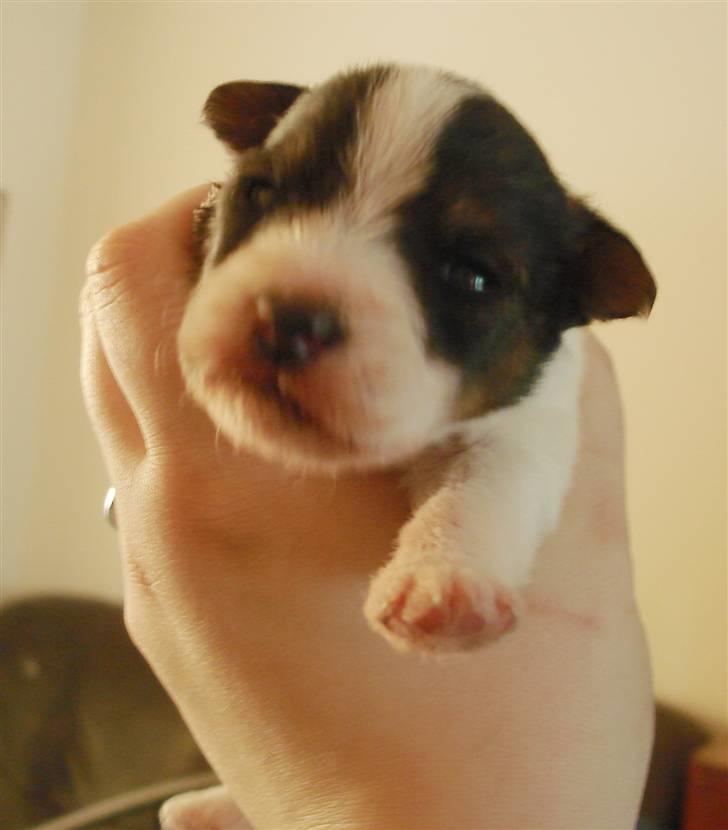 Blanding af racer Nikko - 14 dage og han har fået navn NIkko billede 3