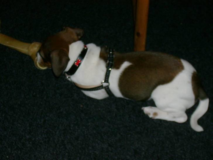 Jack russell terrier Jackie - gnaveben mums.. billede 7