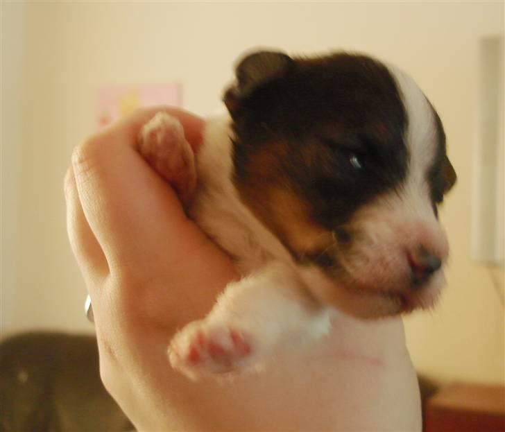 Blanding af racer Nikko - 14 dage billede 4